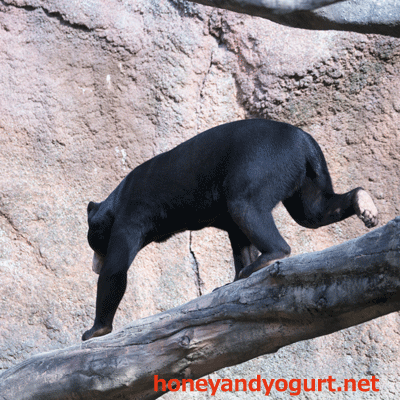 平川動物公園　マレーグマ　ハニイ