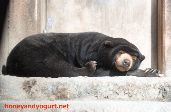 平川動物公園 マレーグマ ウラン