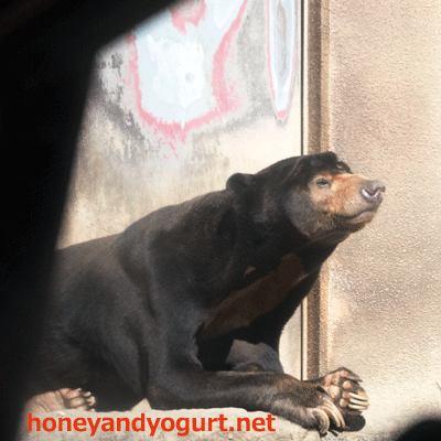 平川動物公園 マレーグマ アトム