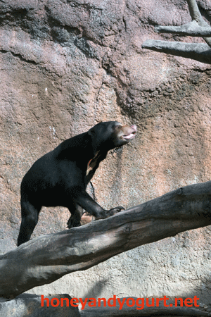 平川動物公園 マレーグマ ハニイ
