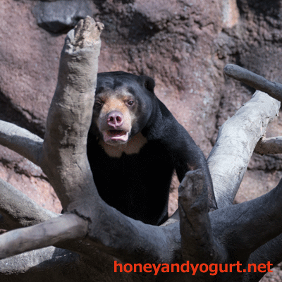 平川動物公園 マレーグマ ハニイ