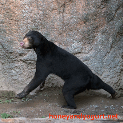 平川動物公園 マレーグマ ハニイ