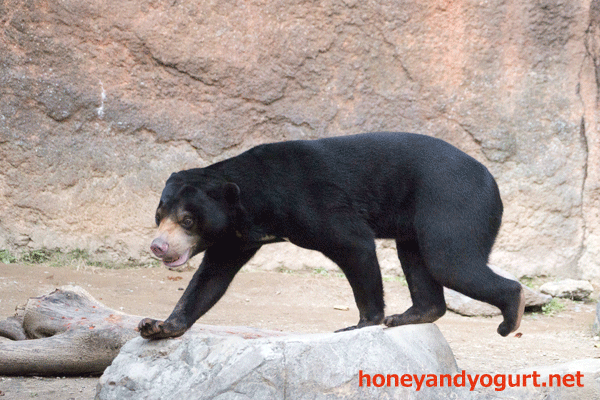 平川動物公園 マレーグマ ハニイ