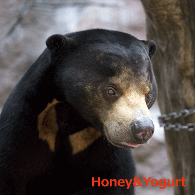 天王寺動物園　マレーグマ　マーズ