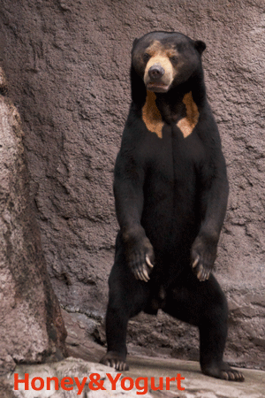 天王寺動物園　マレーグマ　マーズ
