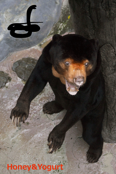 のいち動物公園　マレーグマ　ワンピイ