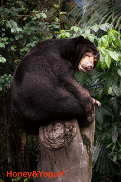 のいち動物公園　マレーグマ　タオチイ