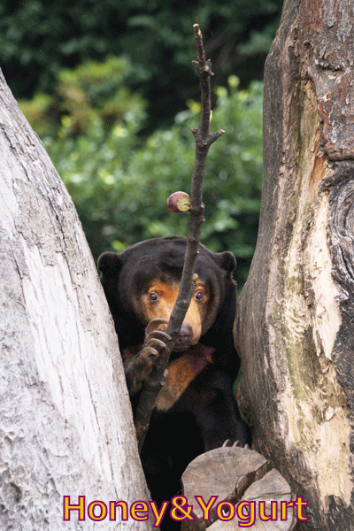 上野動物園　マレーグマ　キョウコ