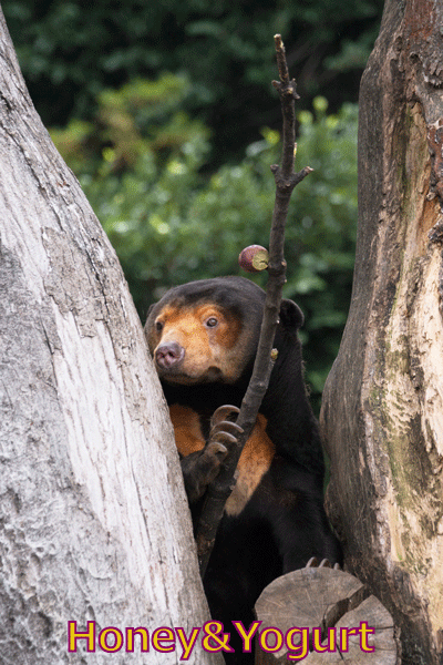 上野動物園　マレーグマ　キョウコ
