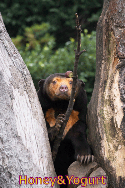 上野動物園　マレーグマ　キョウコ