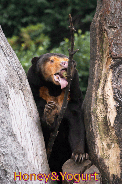 上野動物園　マレーグマ　キョウコ