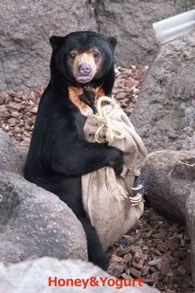 上野動物園 マレーグマ アズマ