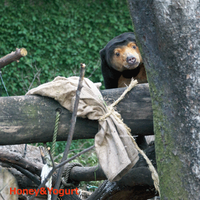 上野動物園 マレーグマ キョウコ