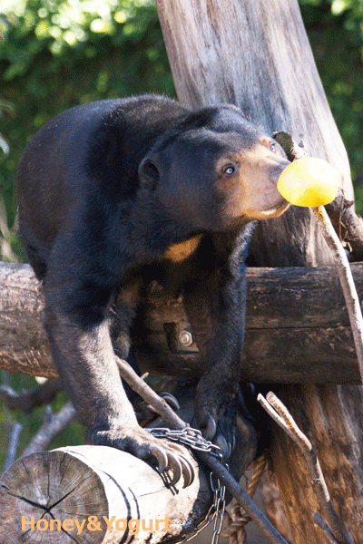 上野動物園 マレーグマ モモコ