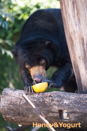 上野動物園 マレーグマ モモコ