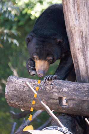 上野動物園 マレーグマ モモコ