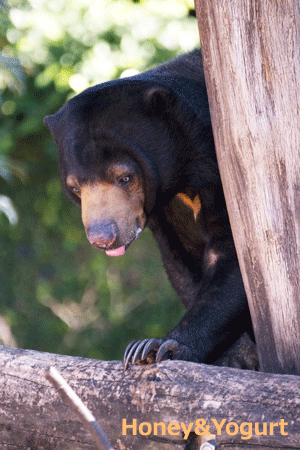 上野動物園 マレーグマ モモコ