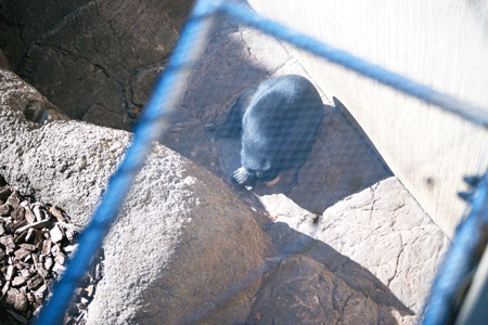 上野動物園 マレーグマ モモコ