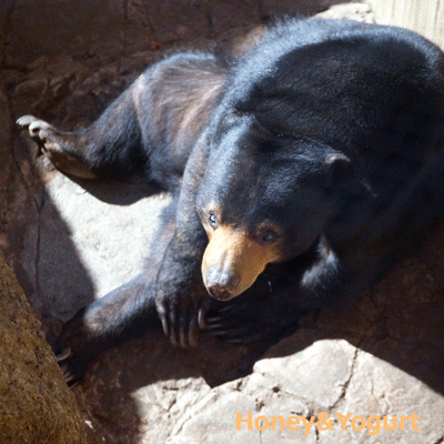 上野動物園 マレーグマ モモコ