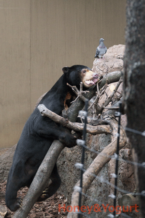 上野動物園　マレーグマ　アズマ