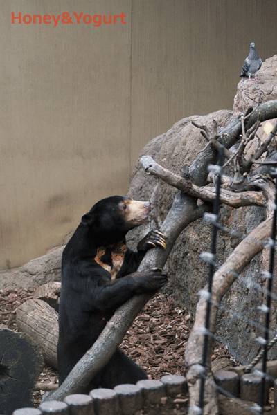 上野動物園　マレーグマ　アズマ