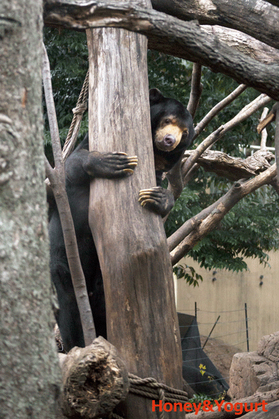 上野動物園　マレーグマ　アズマ
