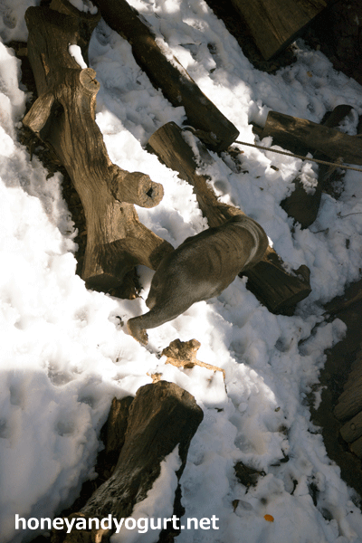 上野動物園　雪のマレーグマ放飼場　キョウコ