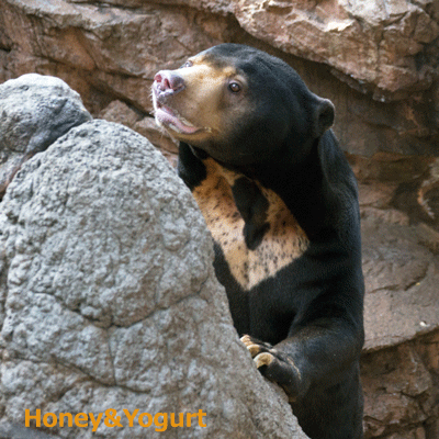 上野動物園　マレーグマ　アズマ