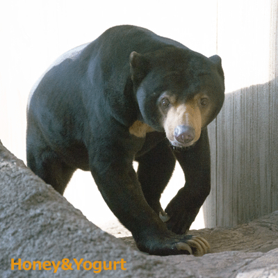 上野動物園　マレーグマ　アズマ