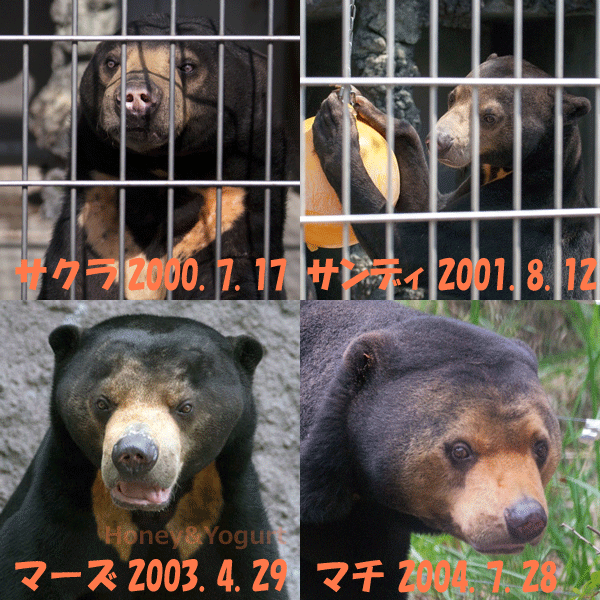 2000年から2009年に生まれたマレーグマの皆様 その1