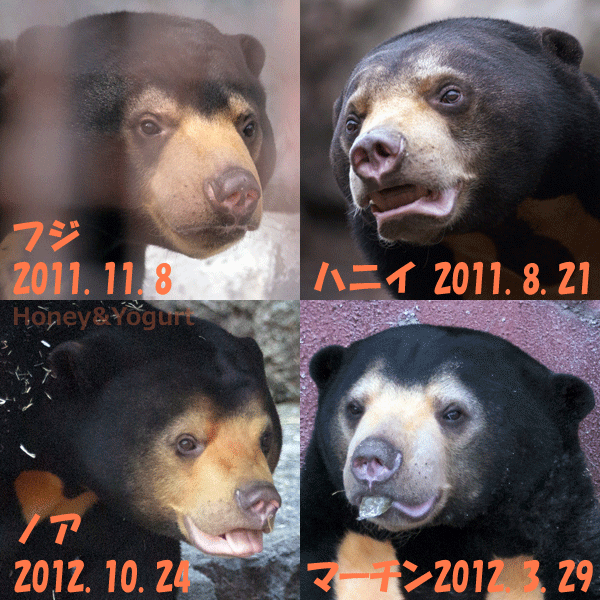 2010年代生まれのマレーグマの皆様