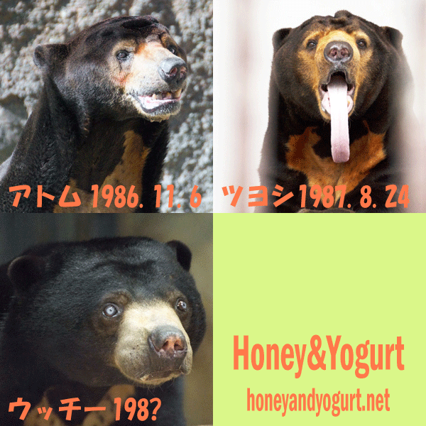 80年代生まれ　マレーグマ