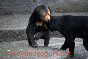 豊橋総合動植物公園　のんほいパーク　マレーグマ　ノン　ノア