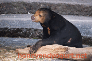 豊橋総合動植物公園　のんほいパーク　マレーグマ　ノン　ノア