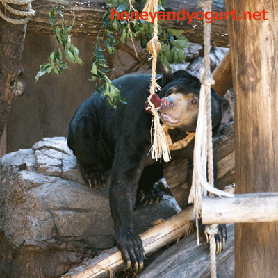 上野動物園　マレーグマ　アズマ