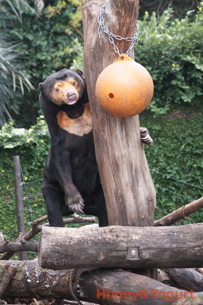 上野動物園　マレーグマ　キョウコ