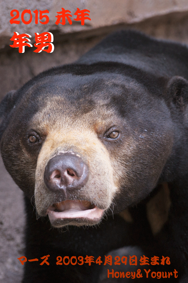 天王寺動物園 マレーグマ マーズ