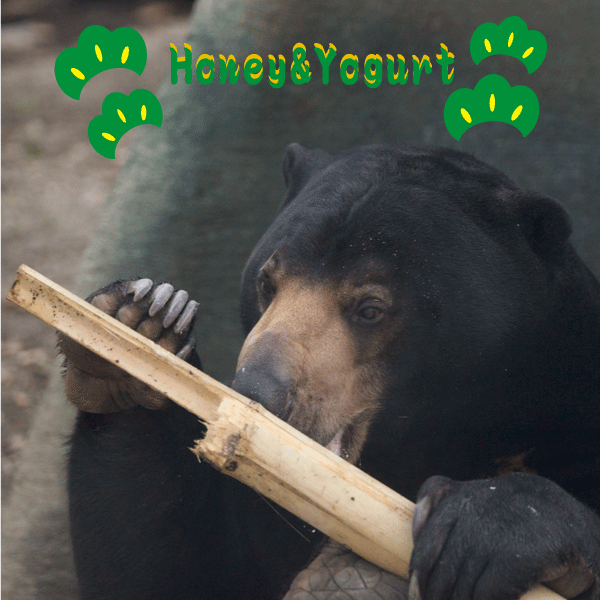 円山動物園　マレーグマ　ウメキチ