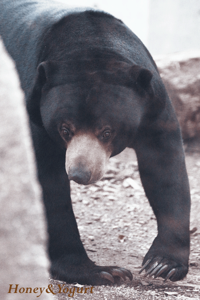 円山動物園　マレーグマ　ウメキチ