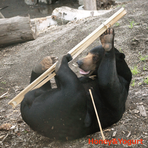 円山動物園　マレーグマ　ウメキチ