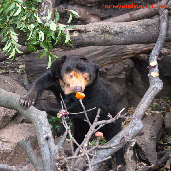 上野動物園　マレーグマ　キョウコ