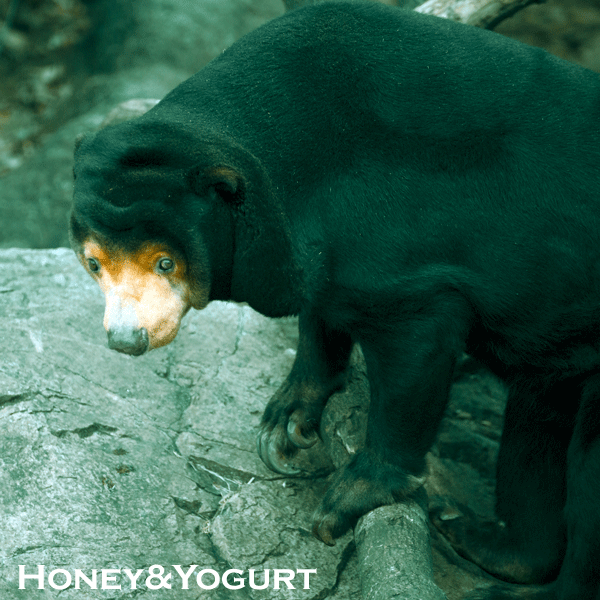 上野動物園　マレーグマ　キョウコ