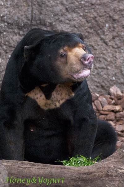 上野動物園 マレーグマ アズマ