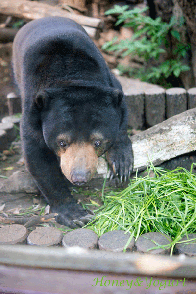 上野動物園 マレーグマ モモコ