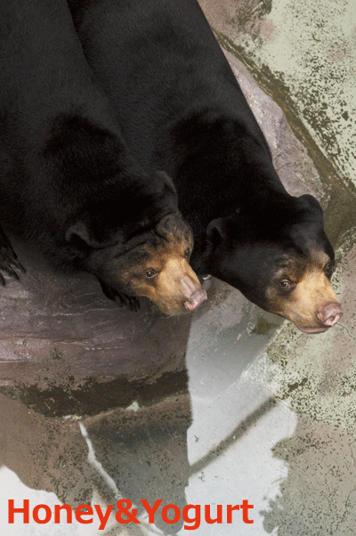 のいち動物公園　マレーグマ　タオチイ　ハニイ