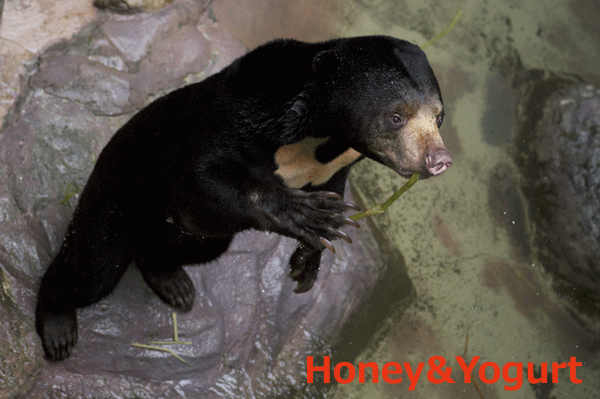 のいち動物公園　マレーグマ　ハニイ