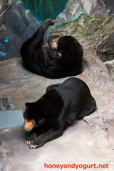 のいち動物公園 マレーグマ ワンピイ タオチイ
