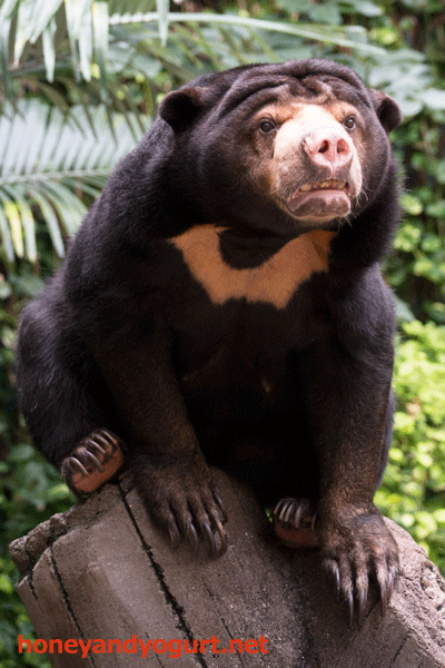のいち動物公園 マレーグマ タオチイ