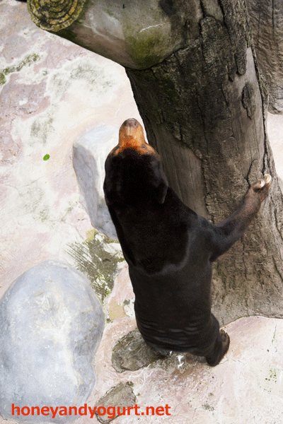 のいち動物公園 マレーグマ ワンピイ