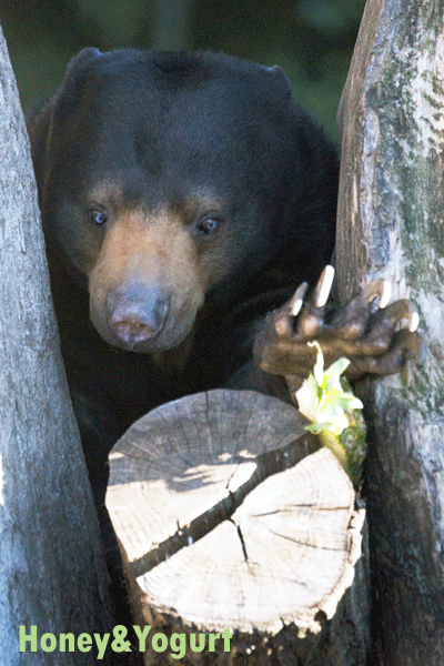 上野動物園 マレーグマ モモコ